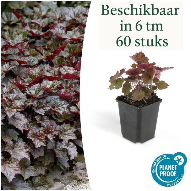 6 tot 60 Stuks Sierlijk PaasKlokje, Diep Paars/Brons Blad, Bodembedekker, Heuchera mic.  Palace Purple  - ↕10-25cm - Ø9cm