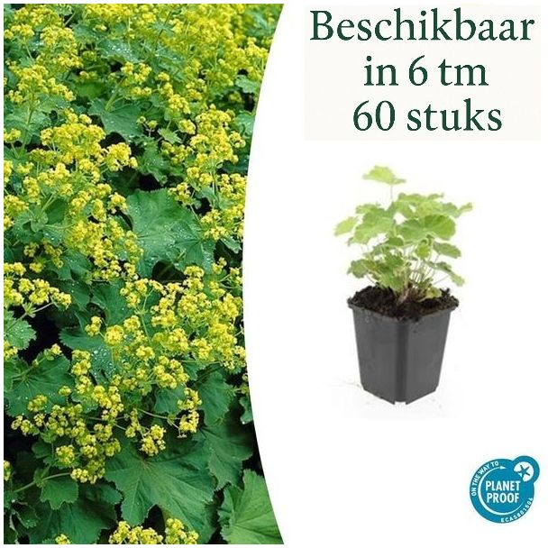 6 - 60 st Vrouwenmantel, Geelgroene Bloemen, Bodembedekker, Alchemilla mollis - ↕10-25cm - Ø9cm