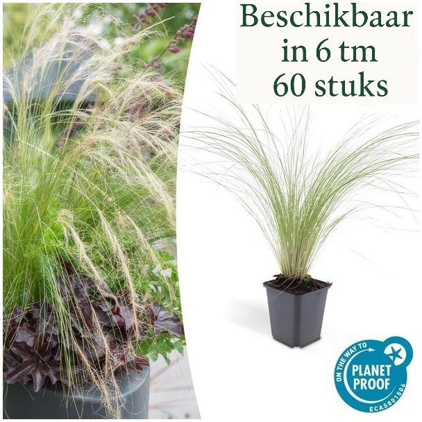 6 - 60 st Mexicaans vedergras Stipa tenuissima 'Ponytails' - ↕10-25cm - Ø9cm