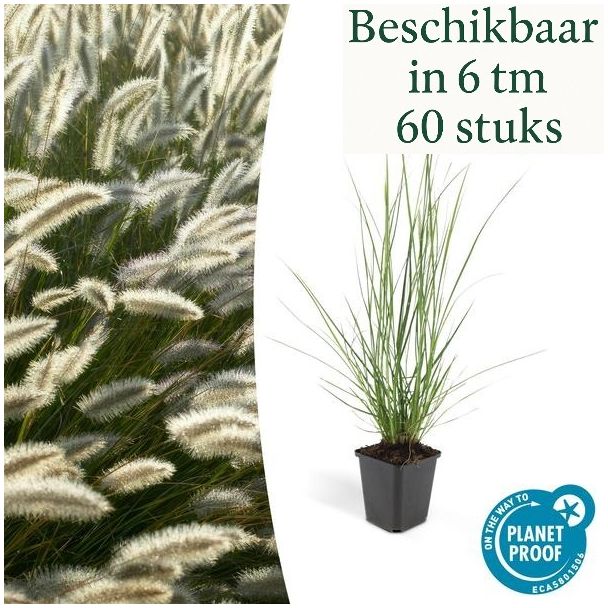 6 - 60 Stuks Siergras, Lampenpoetsergras 'Hameln', Pennisetum alopecuroides  Hameln  - ↕10-25cm - Ø9cm