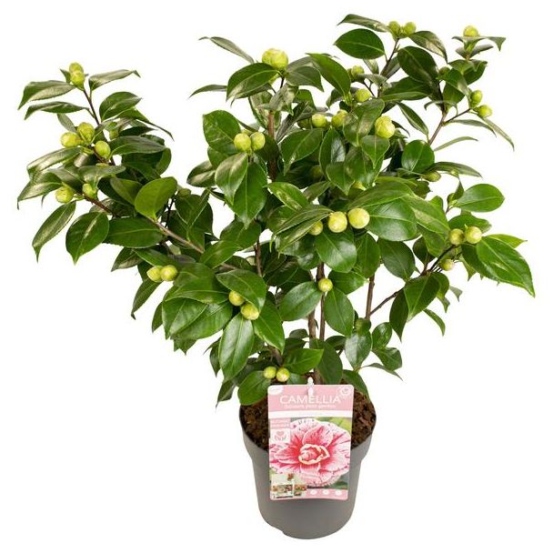 Camellia japonica Bonomiana – Winterbloeiende Struik – Ø29cm – ↕90cm - Groenblijvende tuinplant