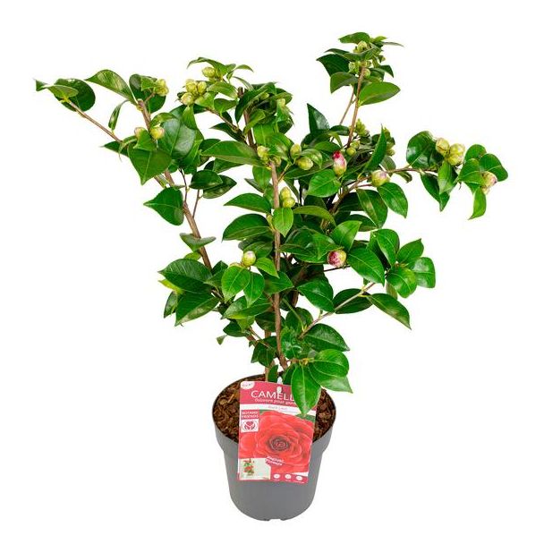 Sierstruik met Dubbele Bloemen Camellia jap. 'Black Lace' - ↨65cm - Ø19cm