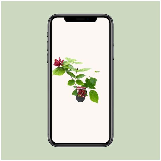 Sinocalycanthus  Hartlage Wine Â® - Ø13 - ↨20cm