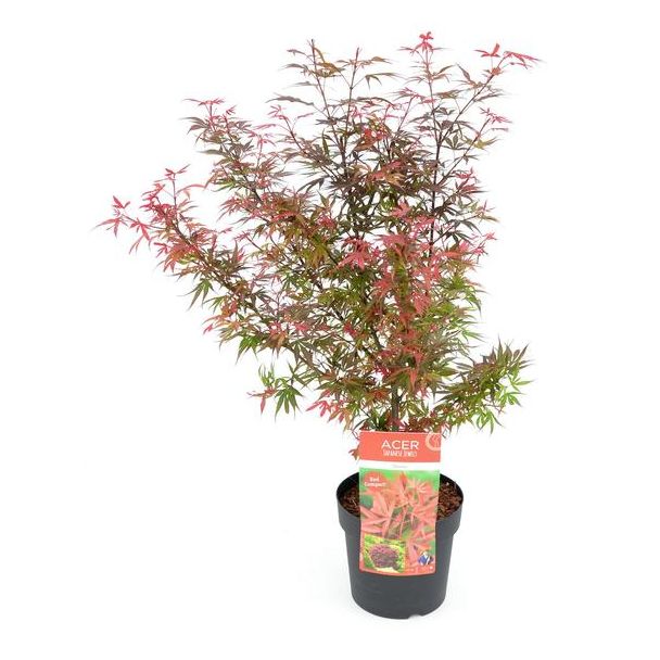 Acer palm.  Shaina  - Ø19cm - ↕70cm