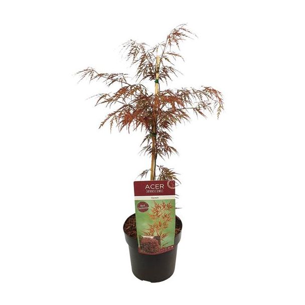 De Japanse Esdoorn, struik/boom, kleur rood/paars,Acer palm. 'Garnet' -↨40cm - Ø19cm