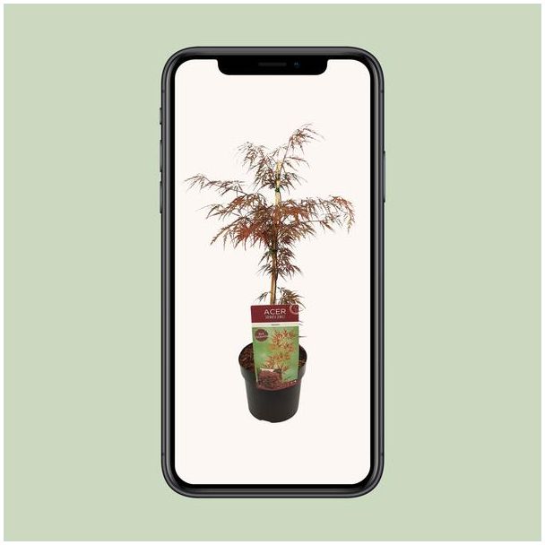 De Japanse Esdoorn, struik/boom, kleur rood/paars,Acer palm. 'Garnet' -↨40cm - Ø19cm