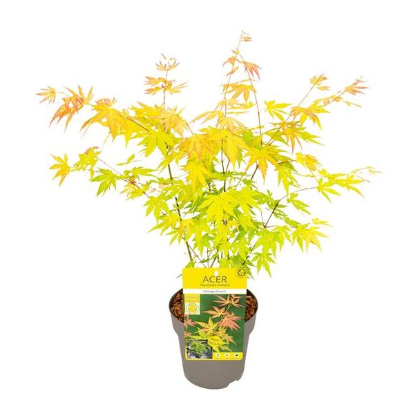 De Japanse Esdoorn, levendige en Kleurijke bladeren, Elk seizoen zijn eigen kleur, Acer palmatum Orange Dream - Ø15cm - ↕30cm