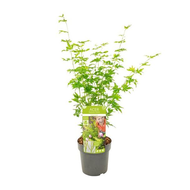 Japanse Esdoorn, Struik/boom, kleur groen/geel/oranje, Acer palmatum Going Green - Ø19 - ↨40cm