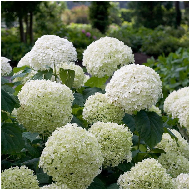 Annabelle-Hortensia, struik, kleur wit, Hydrangea arbo. 'Strong Annabelle' - ↨30cm - Ø19cm