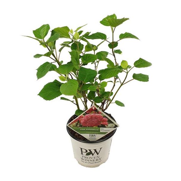 Hortensia, Kleur Roze, Terrasplant, Balkonplant, Hydrangea arbo.  Pink Annabelle ® - ↨30cm - Ø19cm