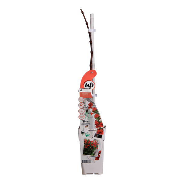 Trompetbloem, Kleur Vuur-Rood, klimplant, Campsis Summer Jazz Fire Trumpet - Trompetbloem Rood - Ø15 - ↨65cm