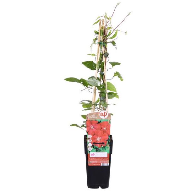 Clematis, Kleur  Rood , Klimplant, Tuinplant, Clematis Rouge Cardinal - Clematis Rood