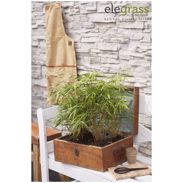 Fargesia rufa - Niet woekerende bamboe - Ø29cm - ↕80cm - Ø14 - ↨40cm