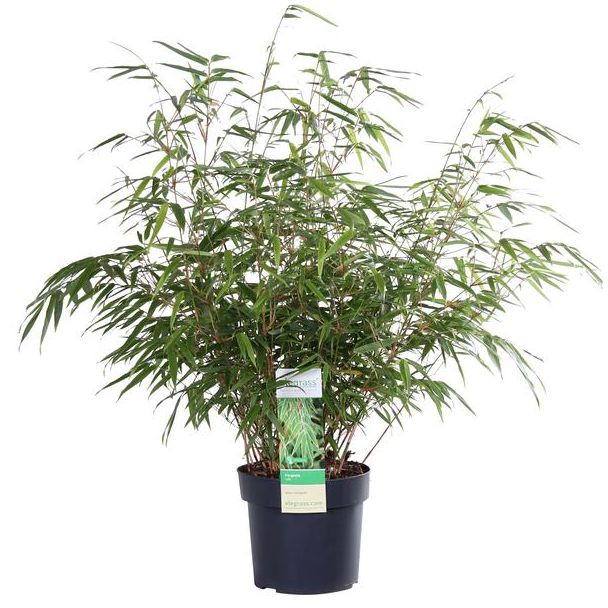 Niet woekerende bamboe ,Tuinplant, Kuipplant,  Fargesia rufa , Ø19 - ↨60cm