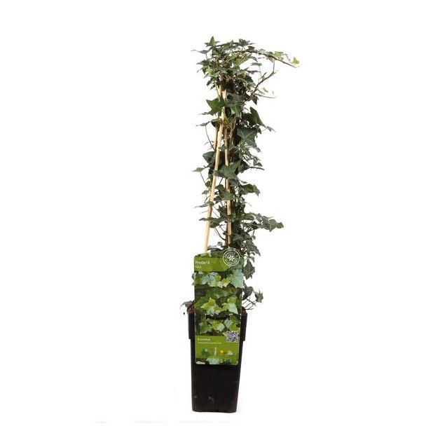 Hedera helix - Ø15cm - ↕65cm