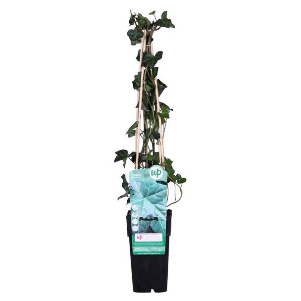 Hedera hibernica - Ø15cm - ↕65cm