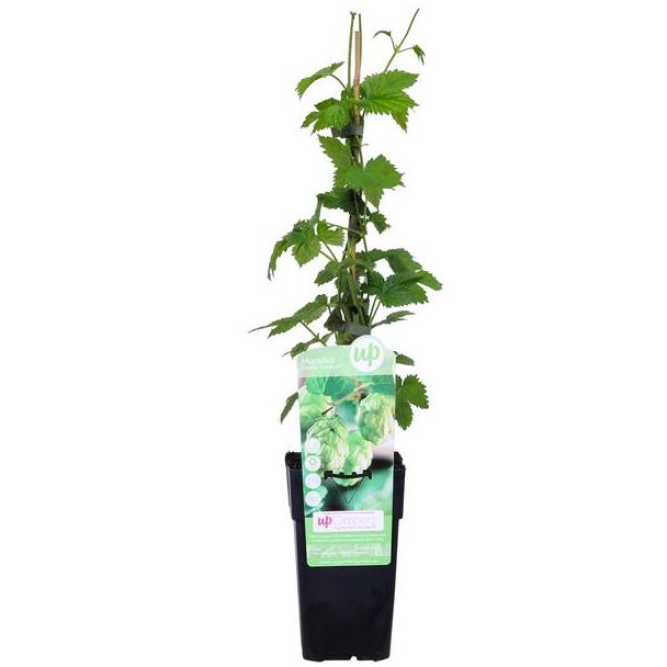 Humulus lupulus  Nordbrau  - Bierplant / Hopplant - Ø15cm - ↕65cm