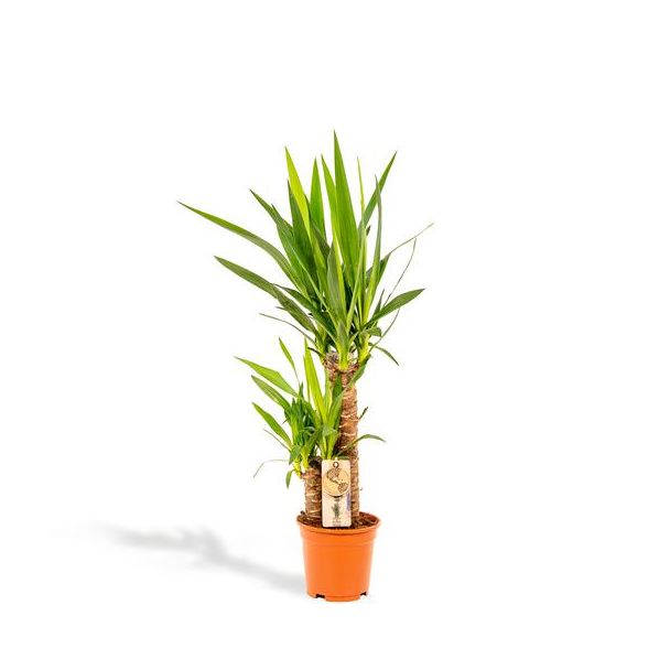 Yucca of palmlelie, Onderhoudsvriendelijke Kamerplant  - Ø17cm - ↕90cm ( Yukka )