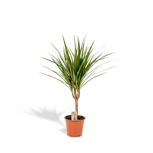 Drakenboom of Drakenbloedboom, luchtzuiverende kamerplant -  Ø14cm - ↕60cm - Dracaena Marginata