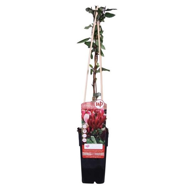 Lonicera japonica  Red World  - Ø15cm - ↕65cm