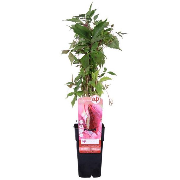 Parthenocissus q. var.  Engelmannii  - Ø15cm - ↕65cm