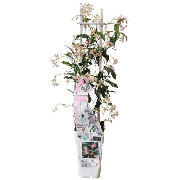 Trachelospermum  Star of Ibiza  - Toscaanse Jasmijn Roze - Ø15cm - ↕65cm