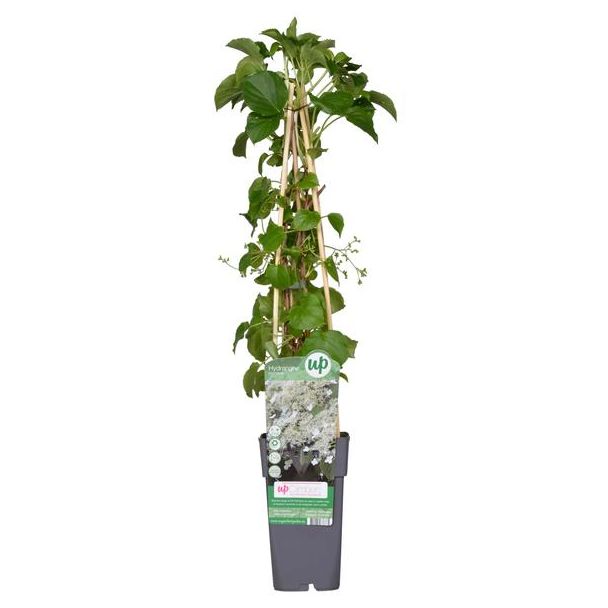 Hydrangea petiolaris - Klimhortensia - Ø15cm - ↕65cm