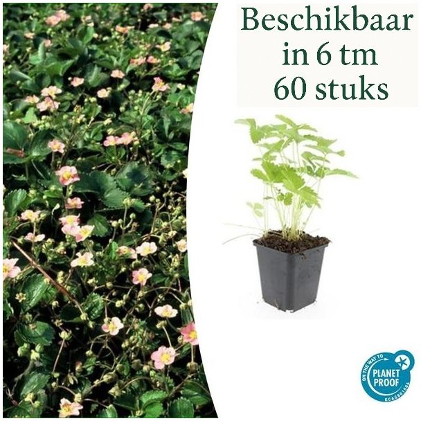 6 - 60 st Bosaardbei, Bloemkleur Wit met een Geel Hartje, bodembedekker, Rode Aardbeien, Fragaria vesca - ↕10-25cm - Ø9cm