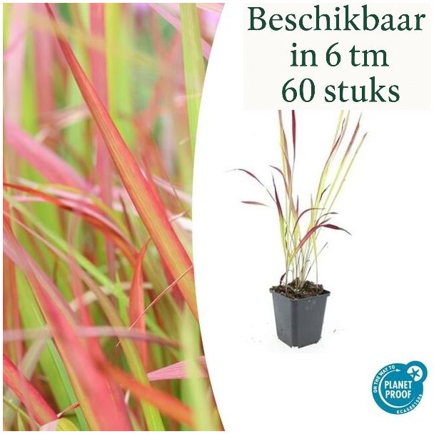 6 tot 60 stuks Japans Bloedgras, Siergras, Imperata cylindrica  Red Baron  - ↕10-25cm - Ø9cm