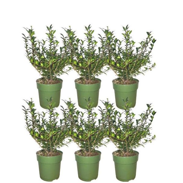 Wintergroene Ilex crenata ‘Jenny’ met compacte groei