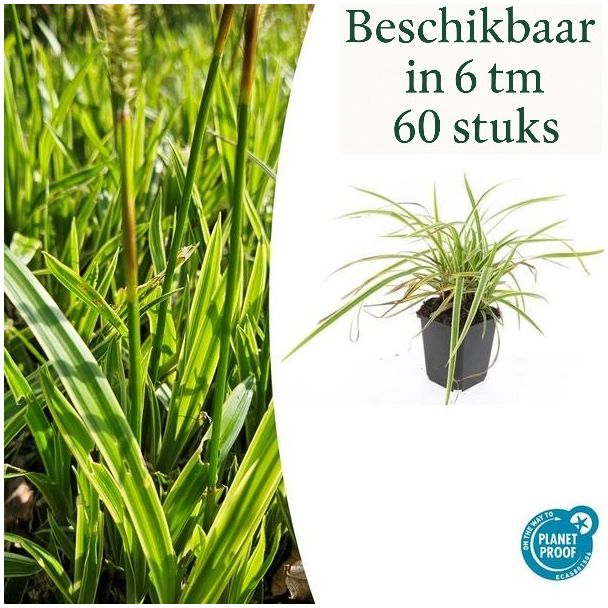 6 tot 60 stuks Geel Gestreepte Japanse Zegge, Wintergroene Siergrasplant, Carex morrowii  Aureovariegata   - ↕10-25cm - Ø9cm