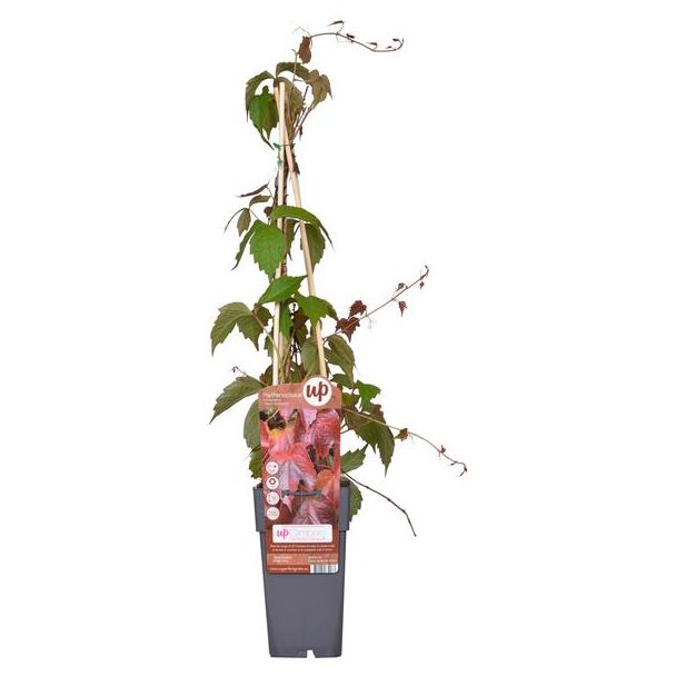 Parthenocissus tricuspidata  Veitch Boskoop  - Ø15cm - ↕65cm