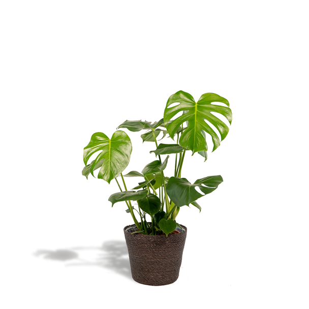 De Gatenplant in een Sierpot, Groene Kamerplant, Tropisch,Monstera Deliciosa - ↨80cm - Ø21cm + Mand Igmar