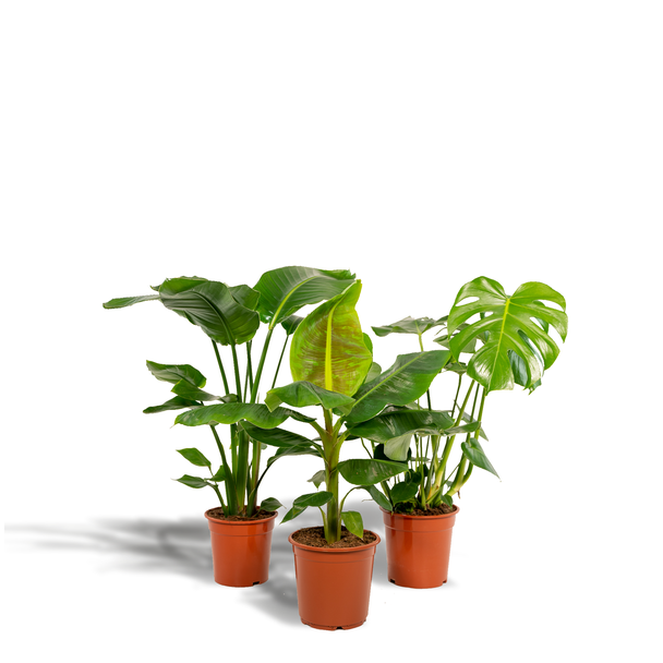 Gatenplant, Groene Kamerplant, Tropisch,  Monstera Deliciosa - Ø21cm - ↕70cm