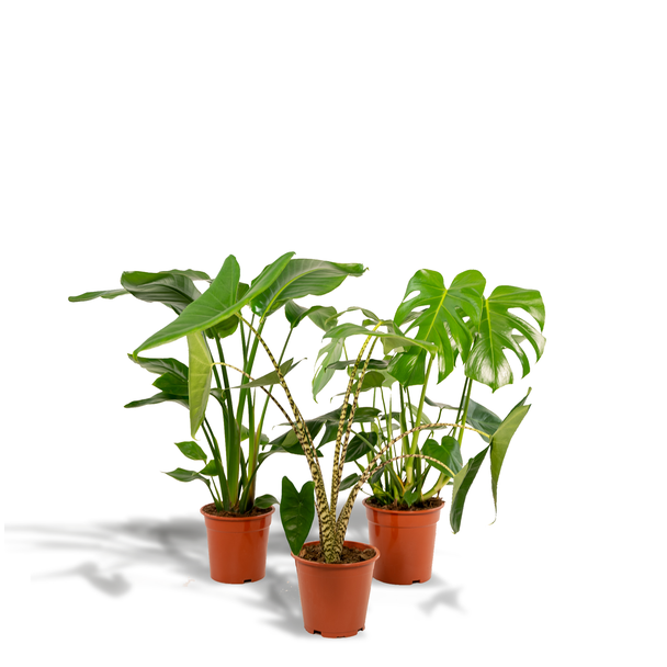 Gatenplant, Groene Kamerplant, Tropisch,  Monstera Deliciosa - Ø21cm - ↕70cm