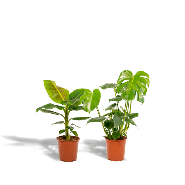 Gatenplant, Groene Kamerplant, Tropisch,  Monstera Deliciosa - Ø21cm - ↕70cm