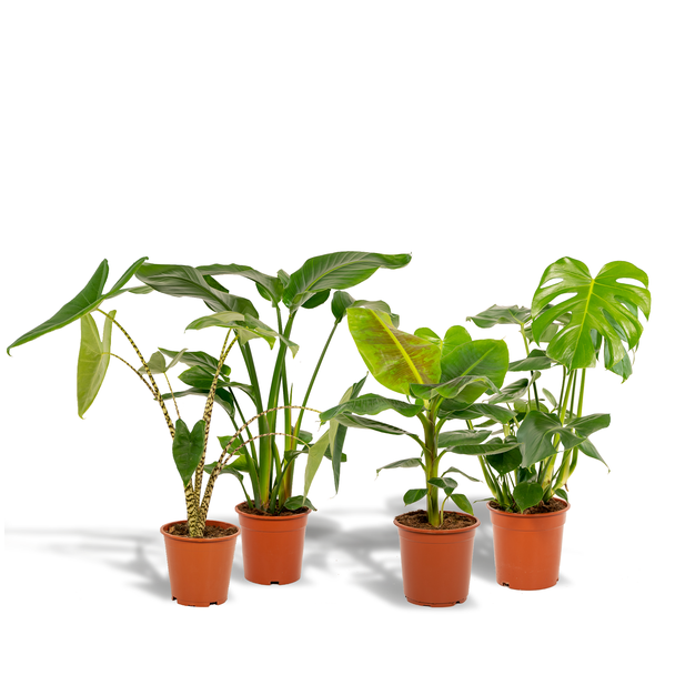 Tropische kamerplanten mix - 4 luchtzuiverende en groene kamerplanten - 75 tot 85 cm hoog