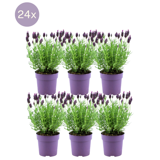 De Kuiflavendel, 24 Stuks, Kleur Lila/Paars, Tuinplanten, Haag,  Lavandula stoechas Anouk® - Ø12 cm - ↕25 cm