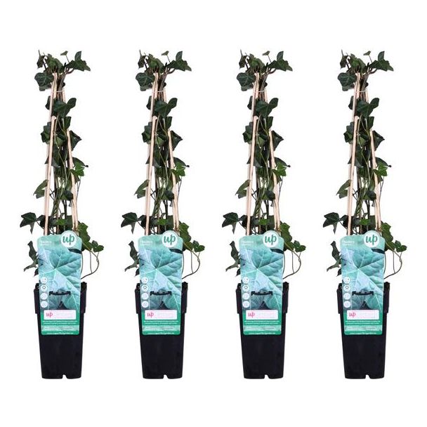 4x - Hedera hibernica - ↨65cm - Ø15