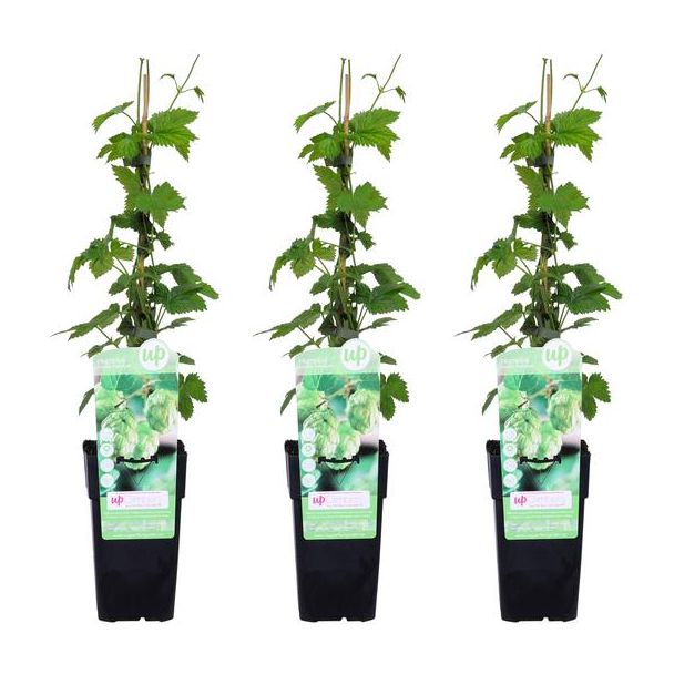 3x -Hopplant, Klimplant, Bierplant,  Humulus lupulus 'Nordbrau' - ↨65cm - Ø15