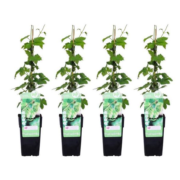 4x - Hopplant, Klimplant, Bierplant, Humulus lupulus 'Nordbrau' - ↨65cm - Ø15
