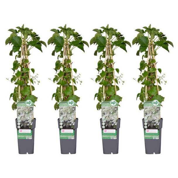 4x - Klim Hortensia, kleur wit, Hydrangea petiolaris - ↨65cm - Ø15