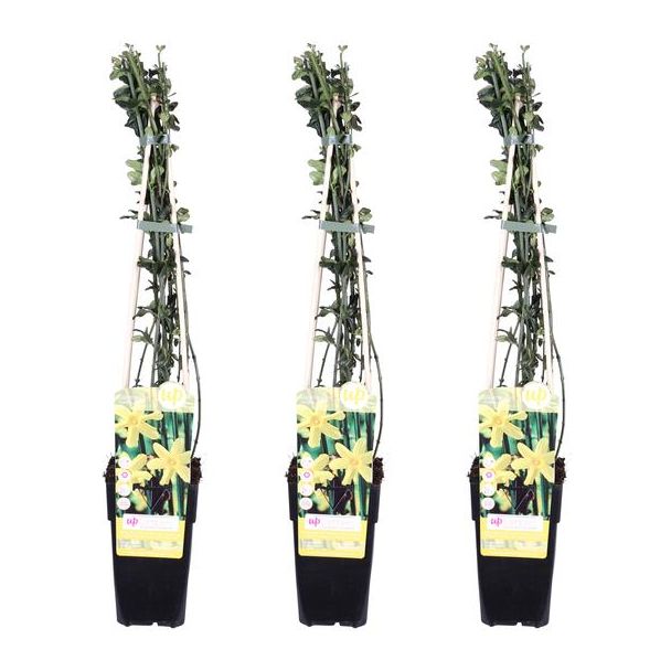 De Winterjasmijn, 3 Stuks,  Kleur Geel, Klimplant, Tuinplant,  Haag, 3x - Jasminum nudiflorum - ↨65cm - Ø15
