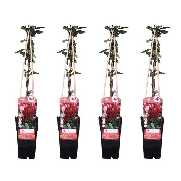 4x -Japanse Kamperfoelie, klimplant,kleur rood, licht geel tot creme, winterhard, Lonicera japonica 'Red World' - ↨65cm - Ø15