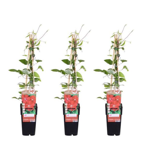 Clematis, 3 Stuks, Kleur  Rood , Klimplant, Tuinplant,  Clematis Rouge Cardinal - ↨65cm - Ø15