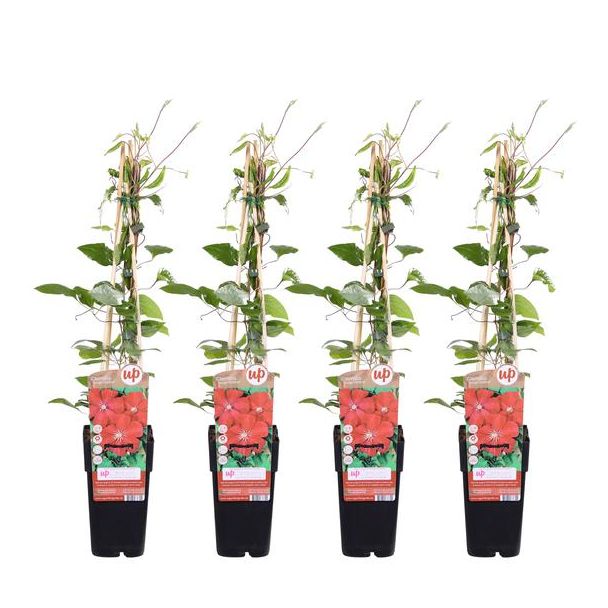 Clematis, 4 Stuks, Kleur  Rood , Klimplant, Tuinplant,  Clematis Rouge Cardinal - ↨65cm - Ø15