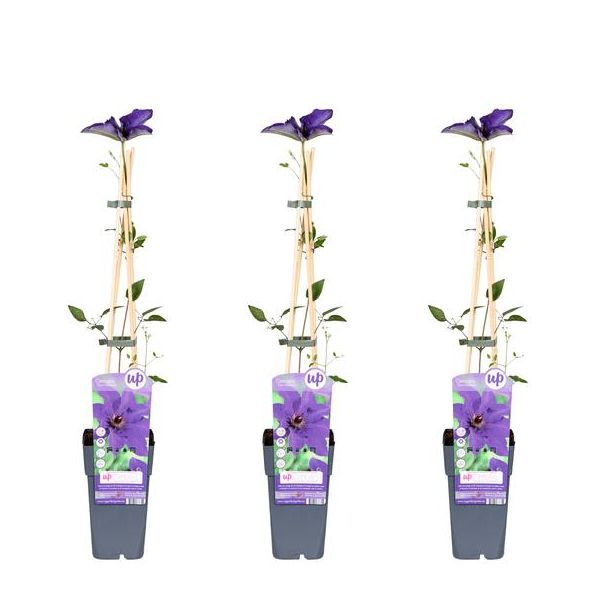 3x - Clematis, klimplant, kleur diep violet blauw, Clematis The President -  ↨65cm - Ø15
