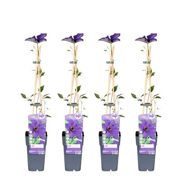 4x - Clematis, klimplant, kleur diep violet blauw, Clematis The President - 65cm - Ø15