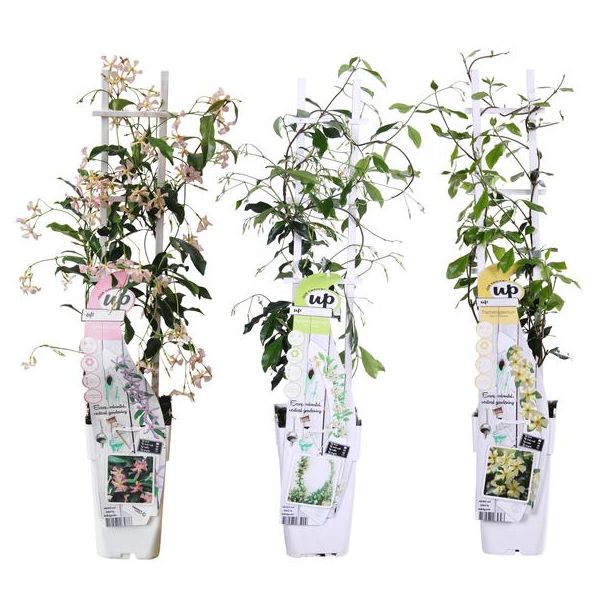 Trachelospermum Mix in pot 