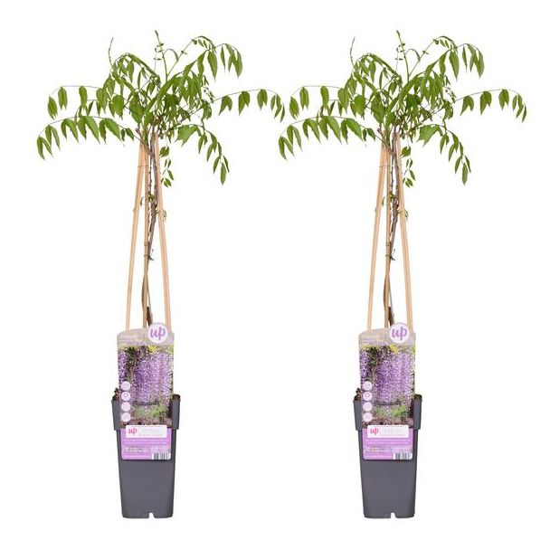2x - Blauwe Regen, Kleur Lavendel Blauw/Paars, Klimplant, Wisteria floribunda 'Naga Noda' - ↨65cm - Ø15